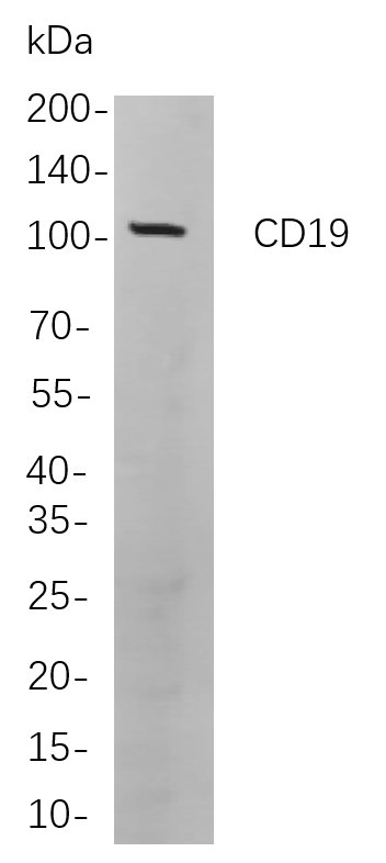 CD19