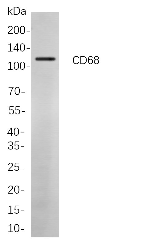 CD68