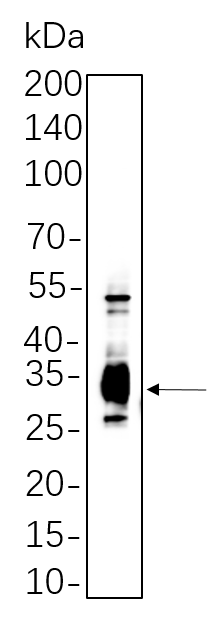 Caspase-3