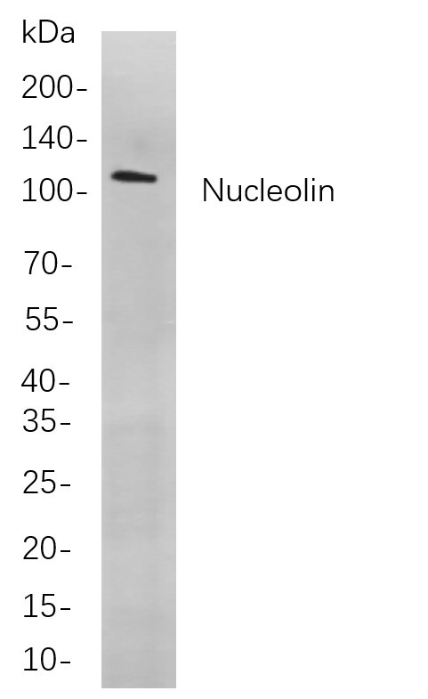 Nucleolin