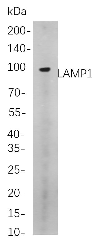 LAMP1