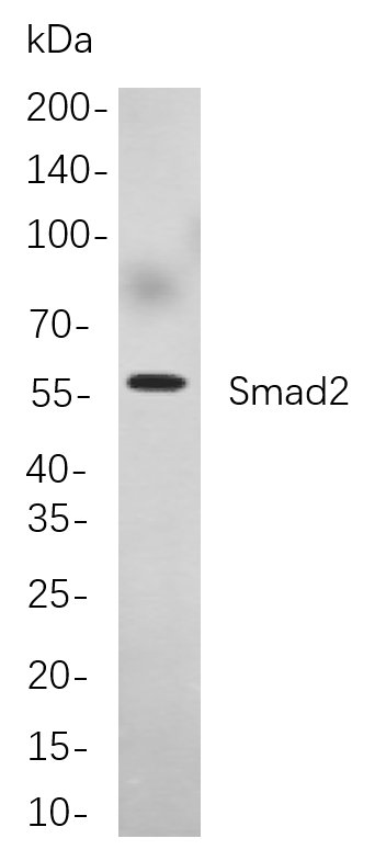 Smad2
