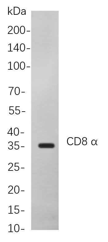 CD8 α