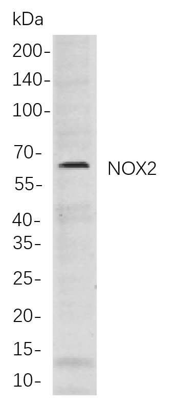 NOX2