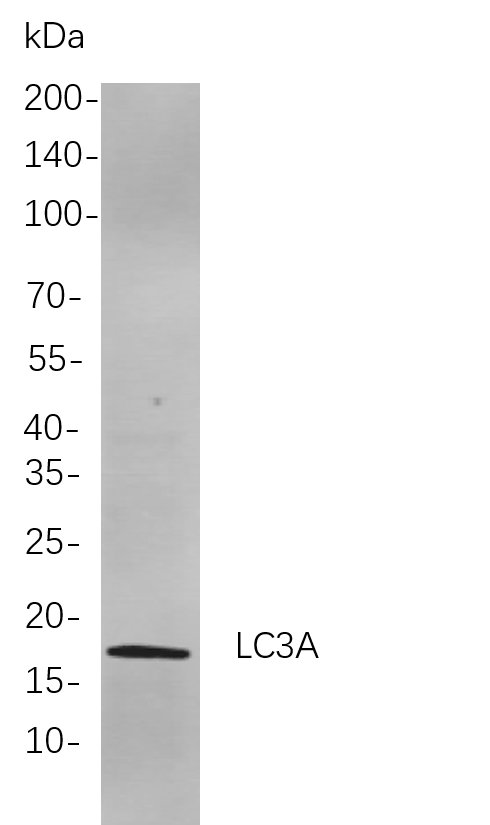 LC3A