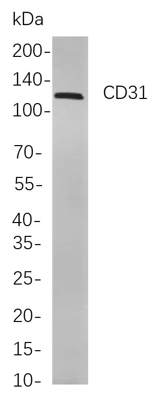 CD31