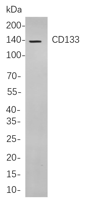CD133
