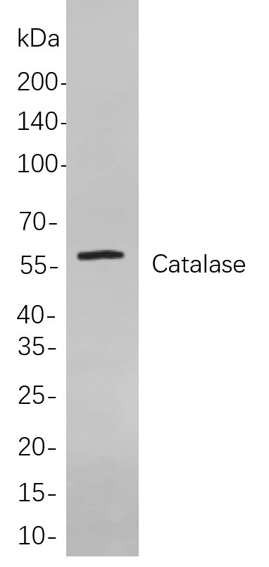Catalase