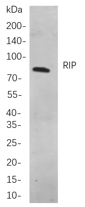 RIP