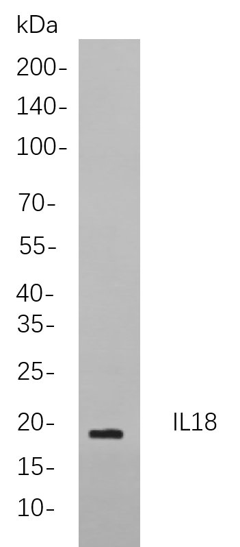 IL18