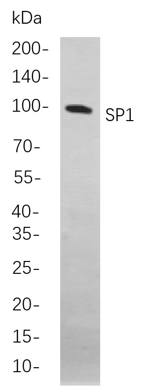 SP1