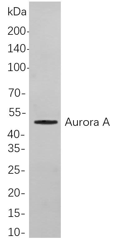 Aurora A