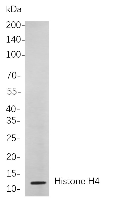 Histone H4