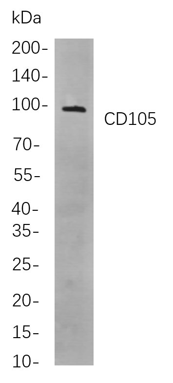 CD105