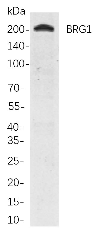 BRG1