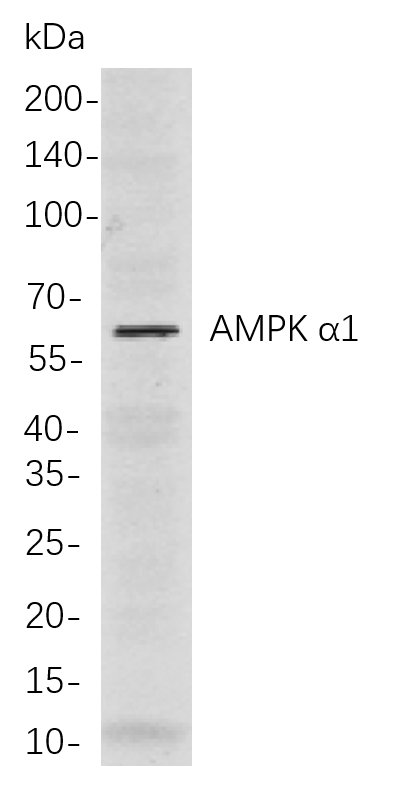 AMPK α1