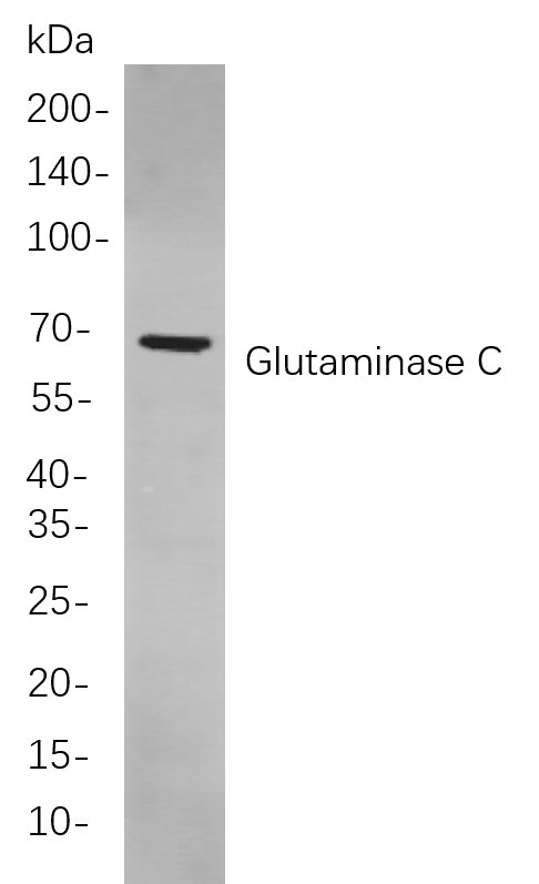 Glutaminase C