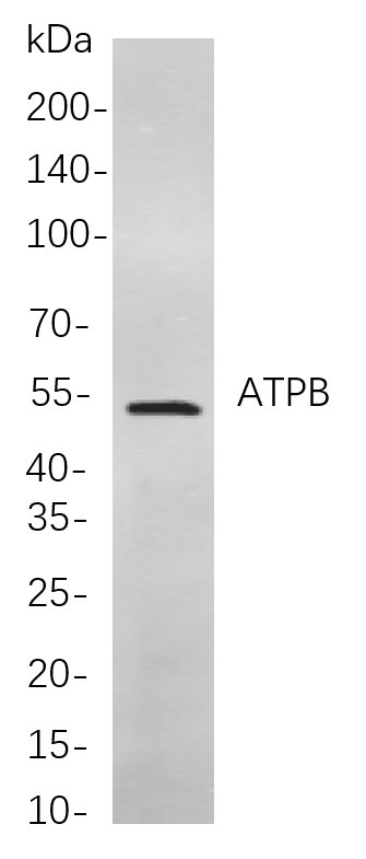 ATPB