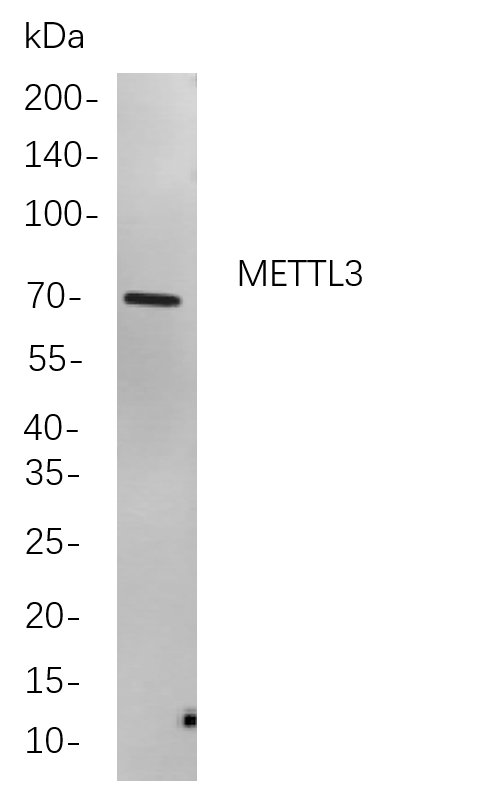 METTL3