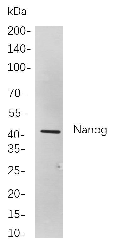 Nanog