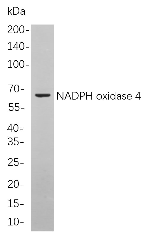 NADPH oxidase 4