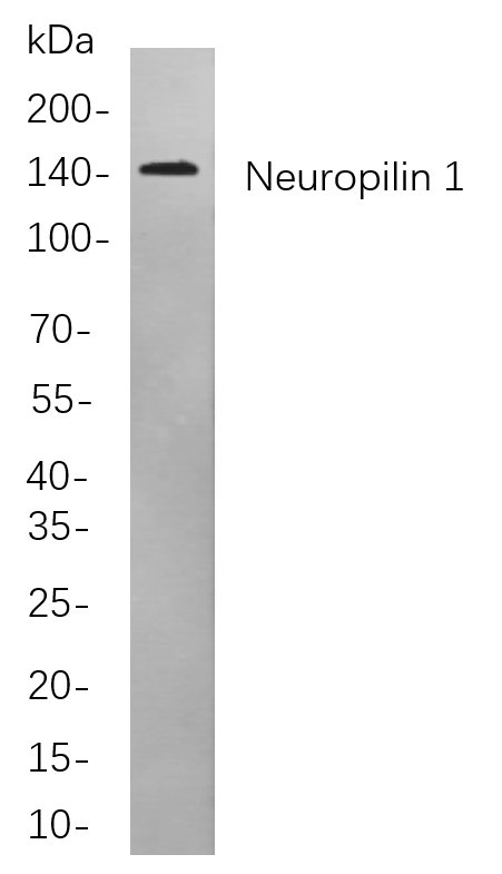Neuropilin 1