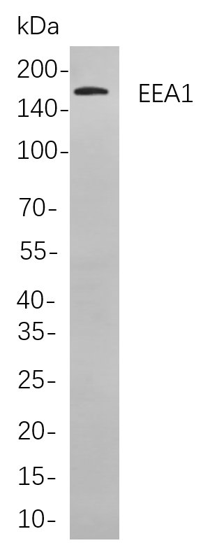 EEA1