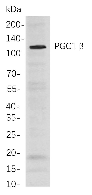 PGC1 β