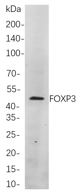 FOXP3