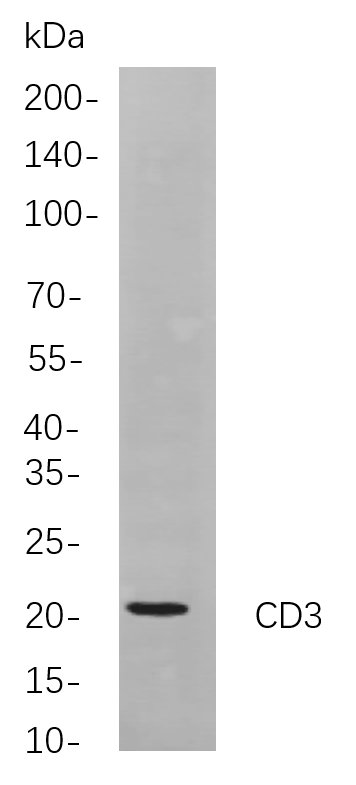 CD3