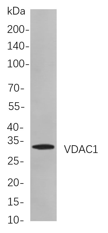 VDAC1