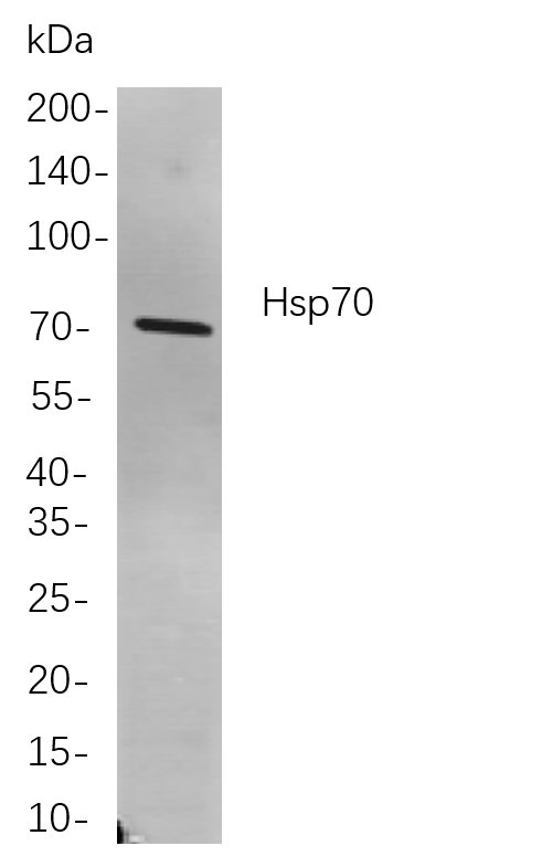 Hsp70