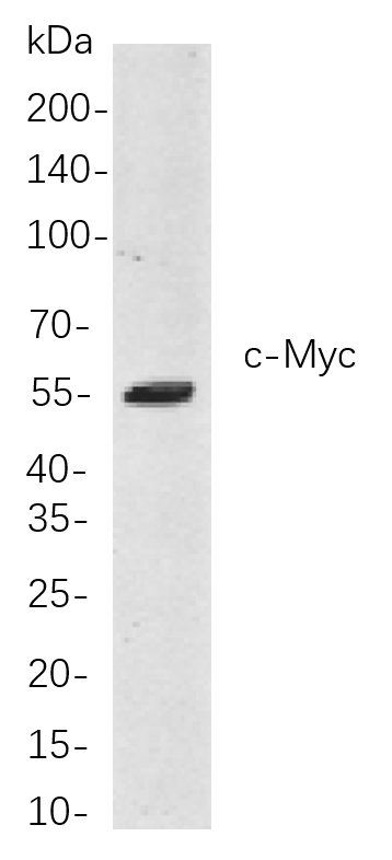 c-Myc