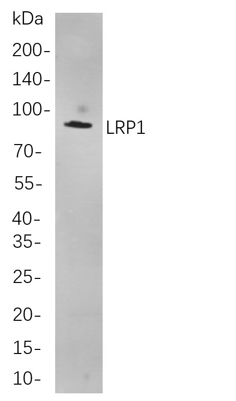 LRP1