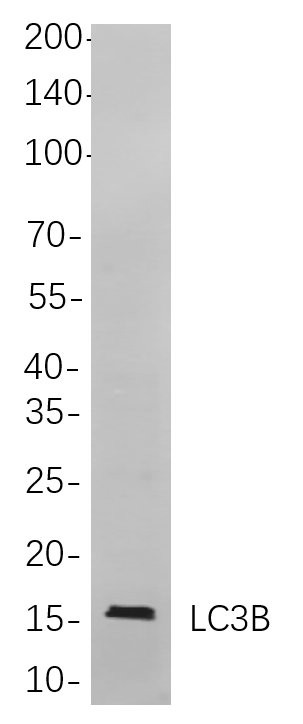 LC3B