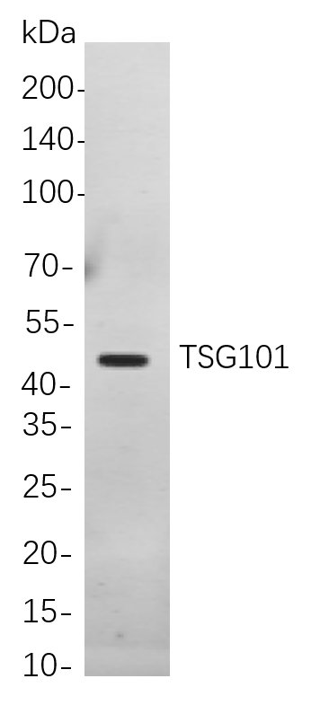 TSG101