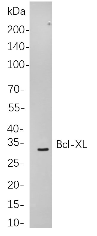 Bcl-XL