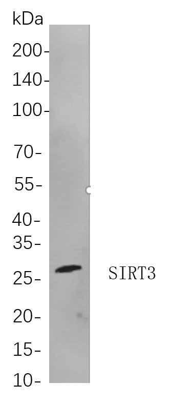 SIRT3