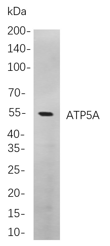 ATP5A