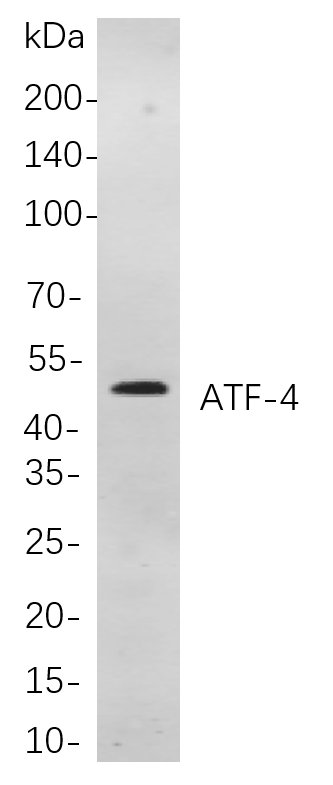ATF-4