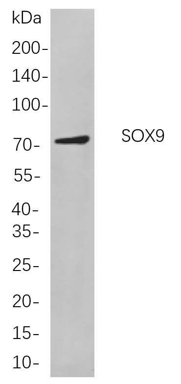 SOX9