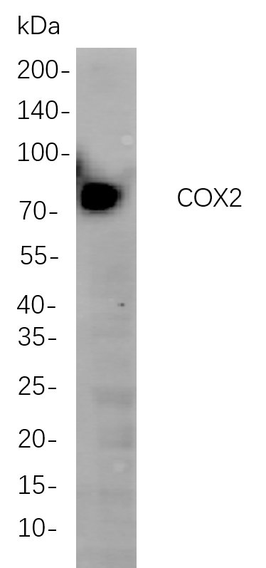 COX2