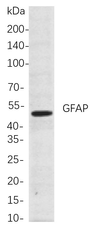 GFAP