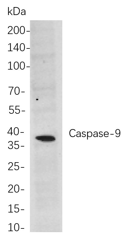 Caspase-9