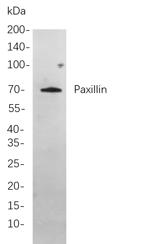 Paxillin