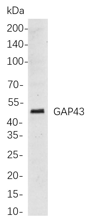 GAP43