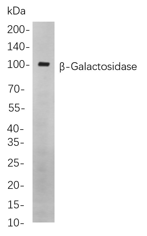 β-Galactosidase