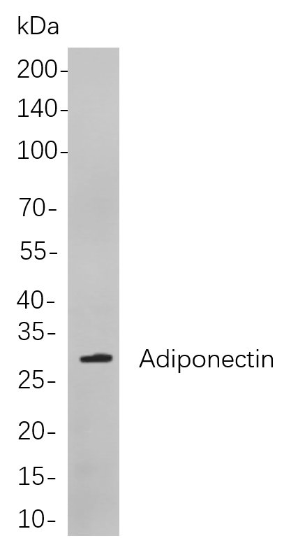 Adiponectin
