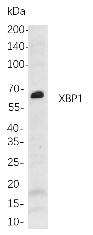 XBP1