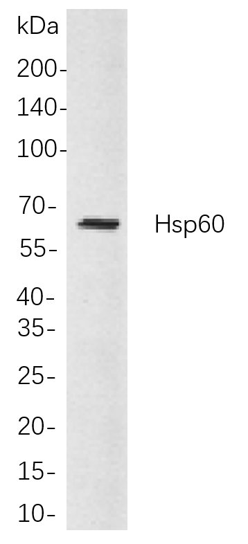 Hsp60